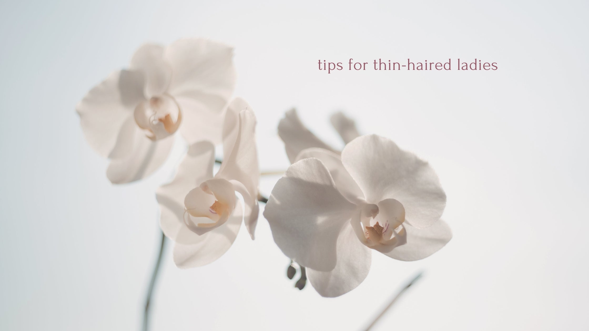 Blog banner for Frontrow Hair on topic: tips for fine or thin hair